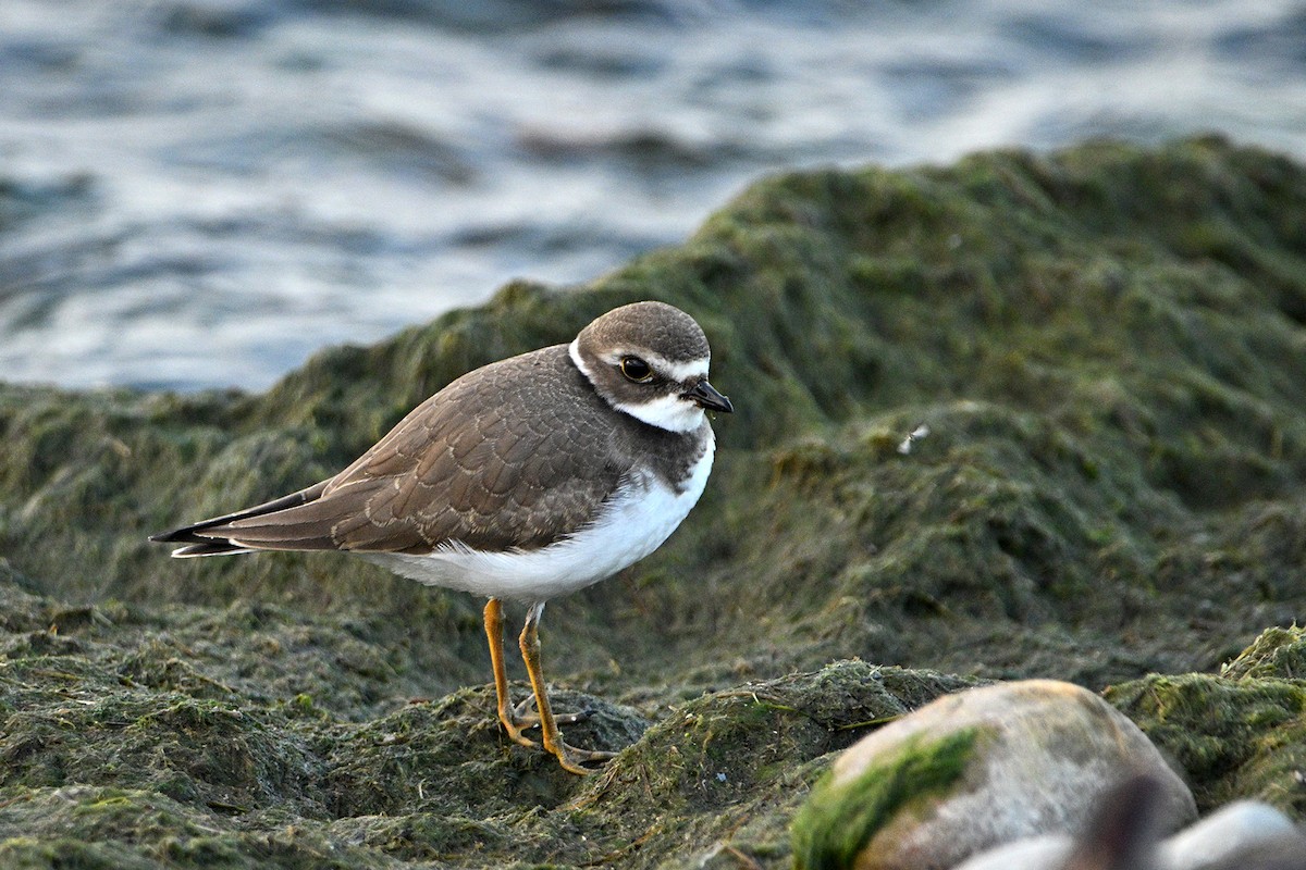 Semipalmated Plover - ML607523481