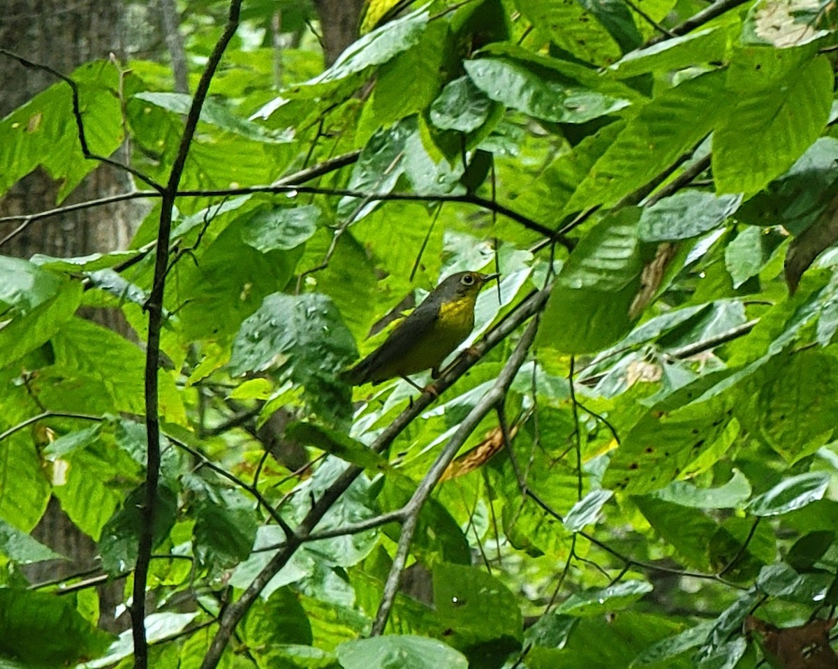 Canada Warbler - ML607524071