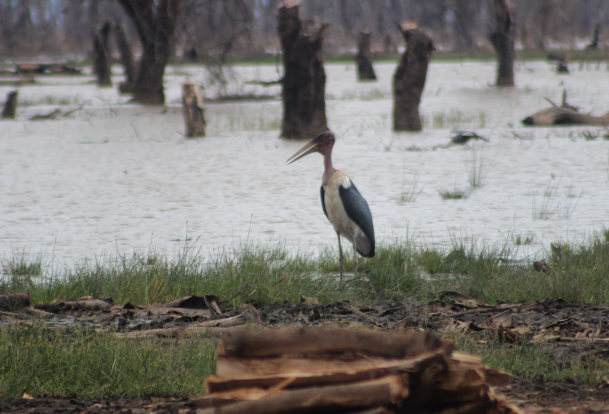 Marabou Stork - ML607524551