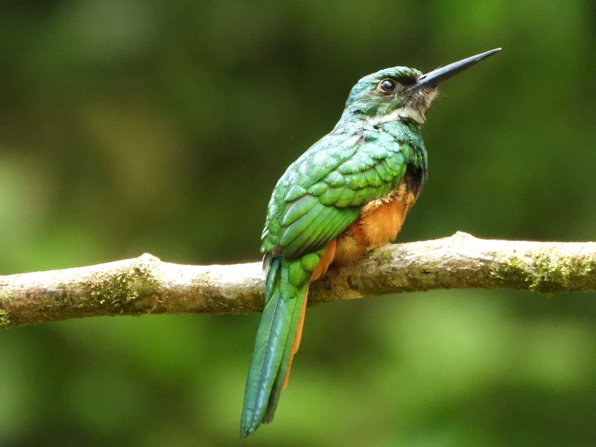 Rufous-tailed Jacamar - Kimberley Pérez López