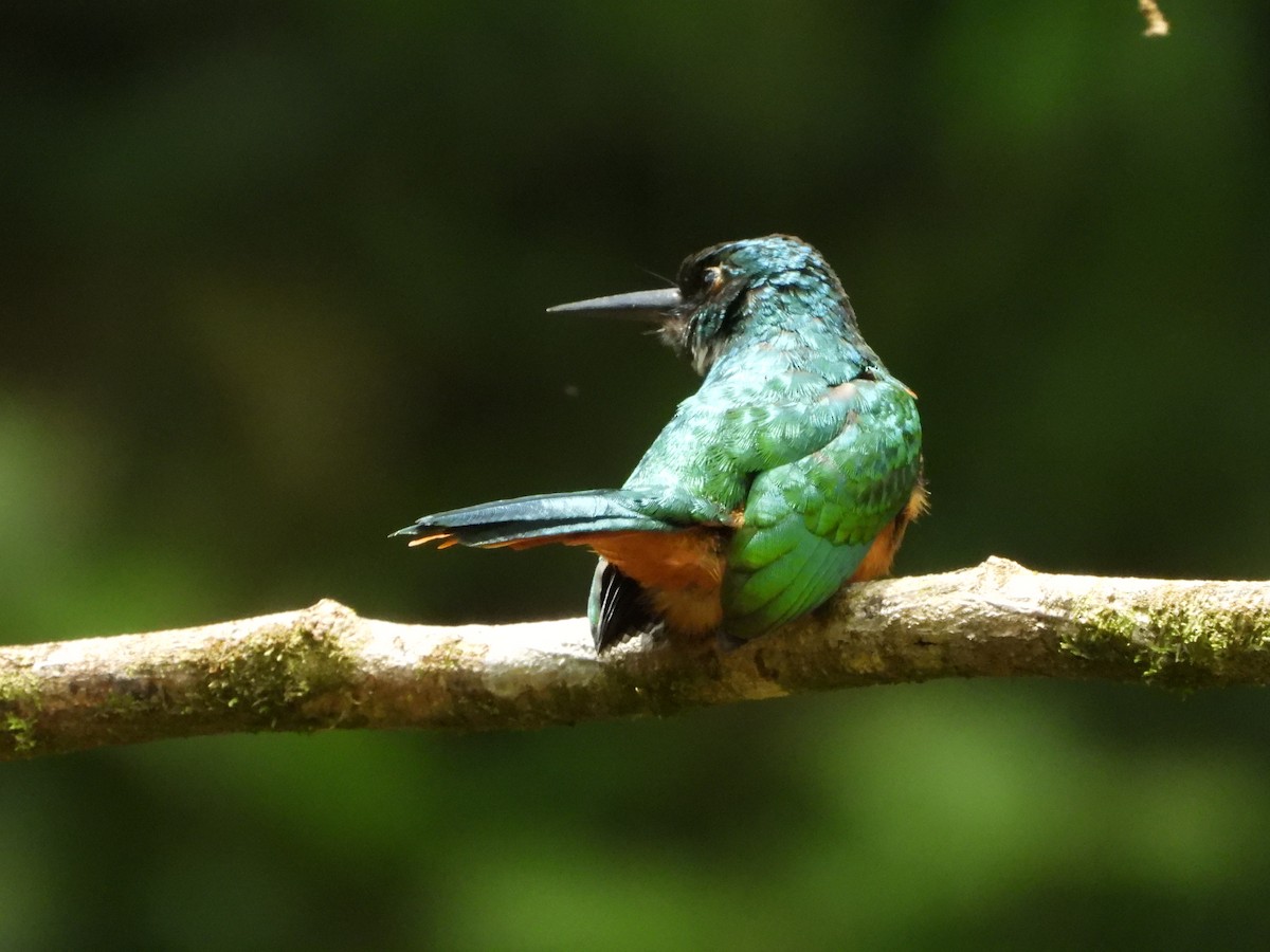 Rufous-tailed Jacamar - Kimberley Pérez López