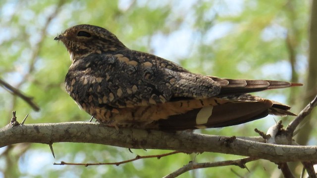 Lesser Nighthawk - ML607527251