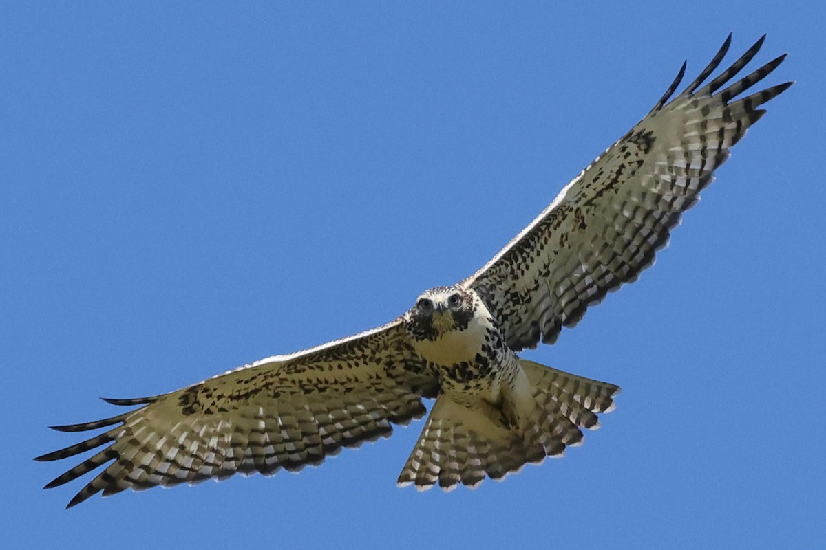 Red-tailed Hawk - ML607527261