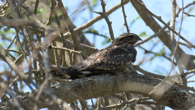 Lesser Nighthawk - ML607527311