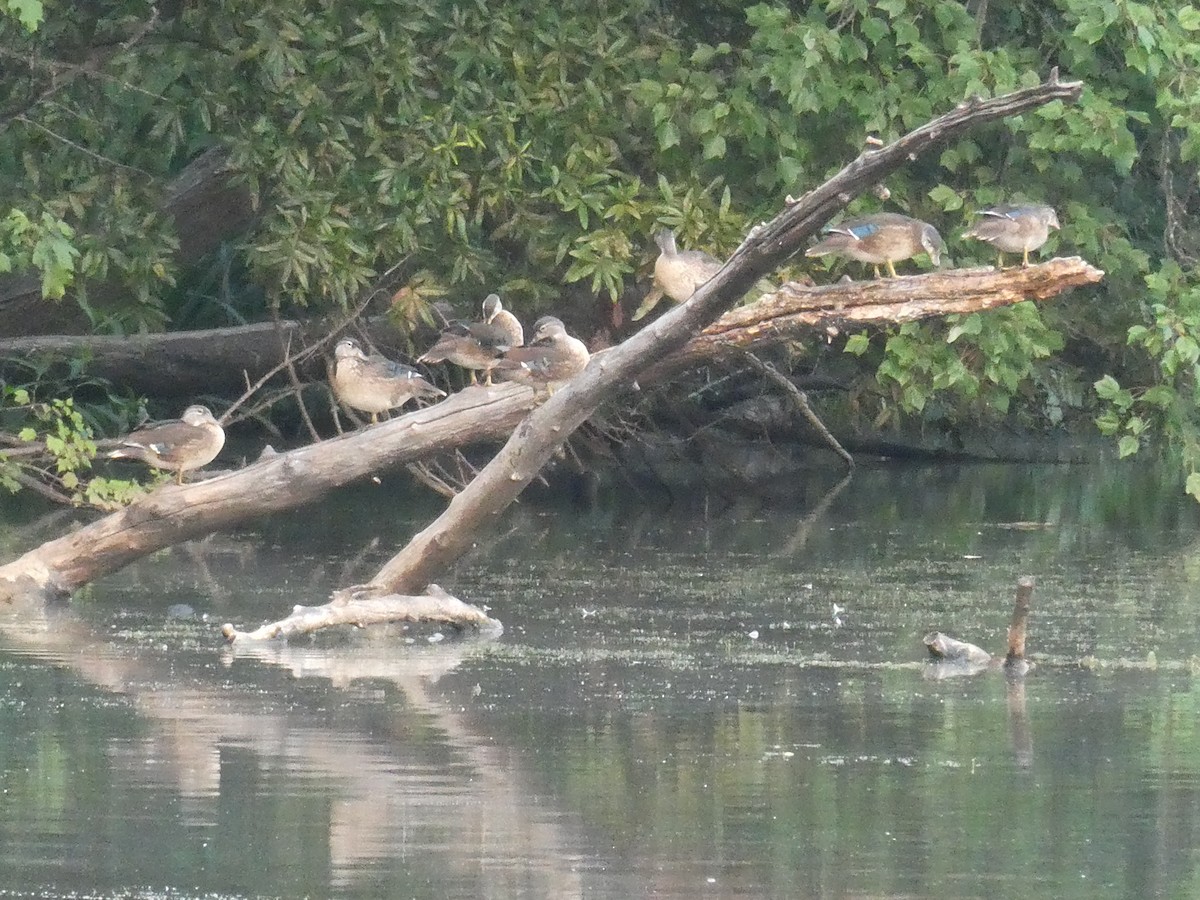 Wood Duck - ML607527951