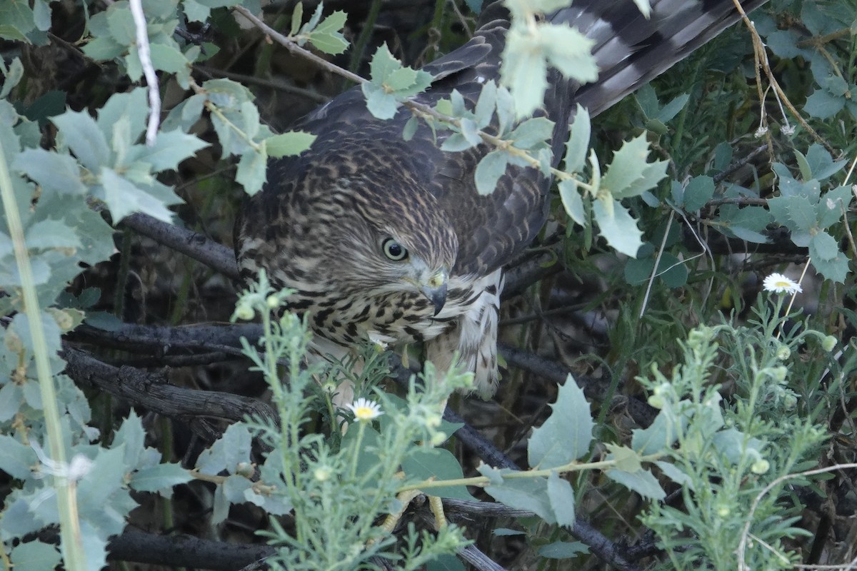 Cooper's Hawk - ML607528161