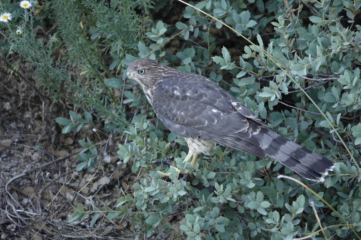 Cooper's Hawk - ML607528201