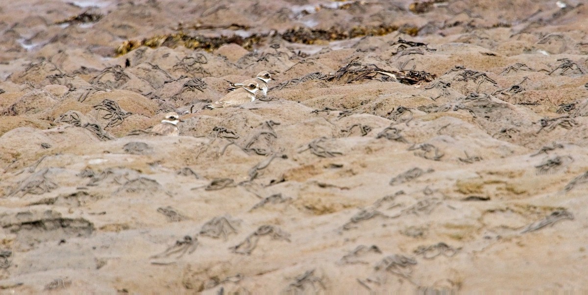 Common Ringed Plover - ML607528301