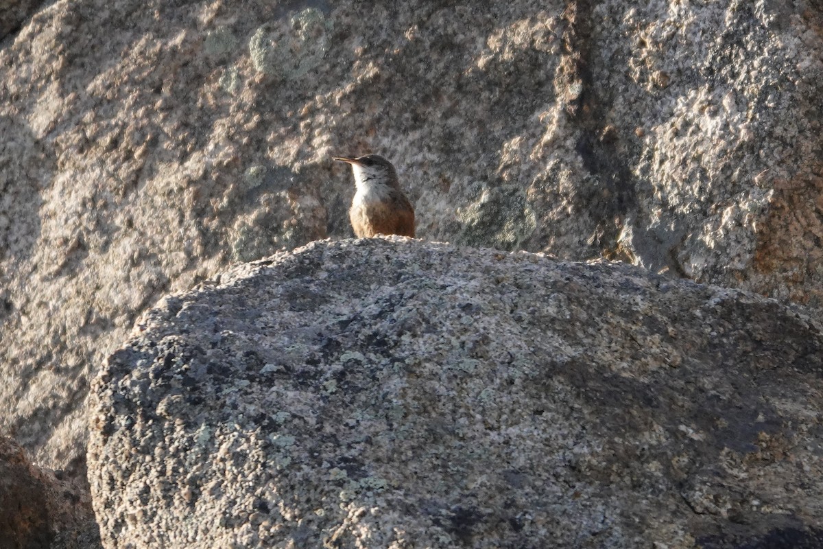 Canyon Wren - ML607528391