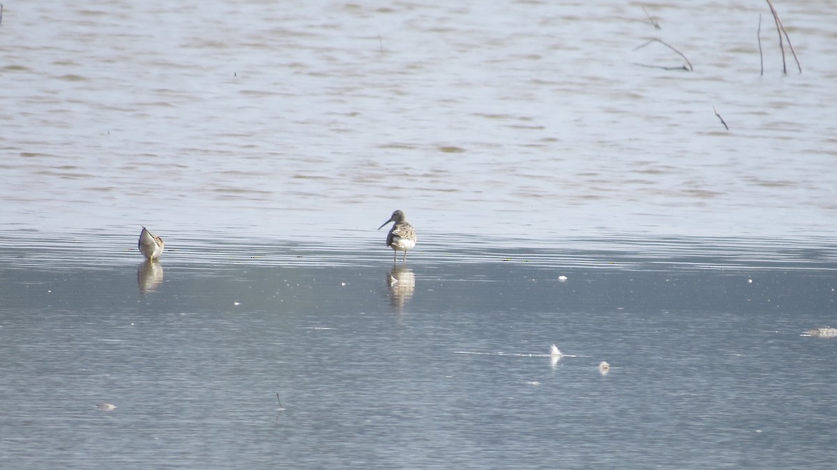 Stilt Sandpiper - ML607528921