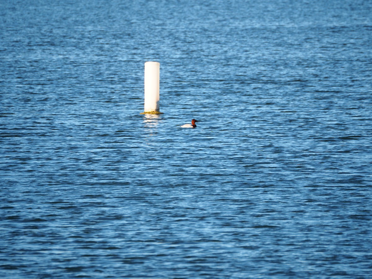 Canvasback - Ann Porter