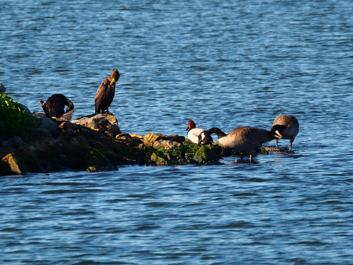 Canvasback - Ann Porter