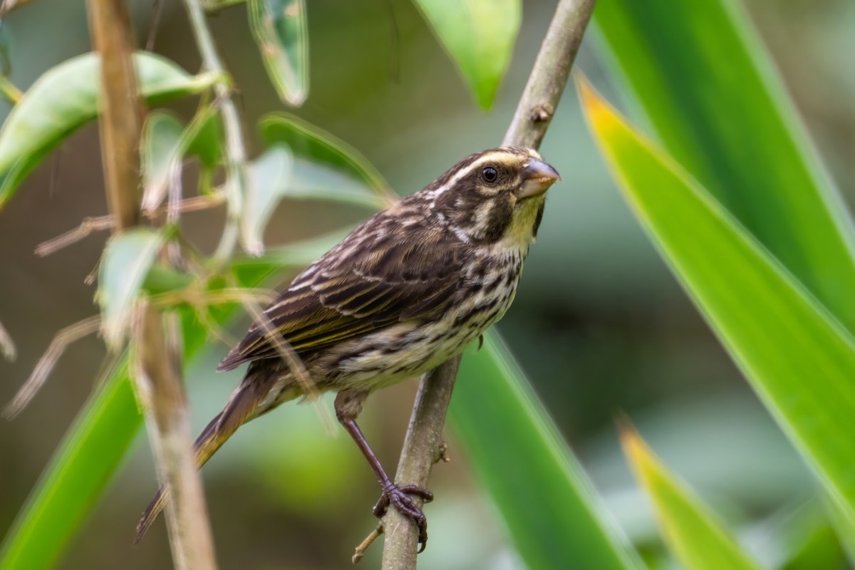 Streaky Seedeater - Alex and Julia 🦜