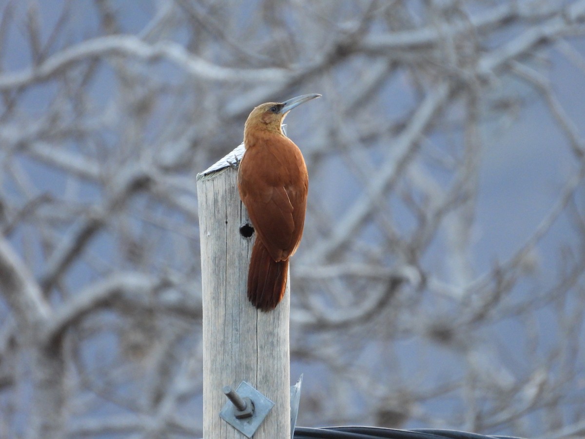 Great Rufous Woodcreeper - ML607529151