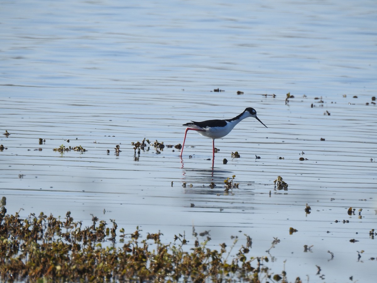 Black-necked Stilt - ML607529601