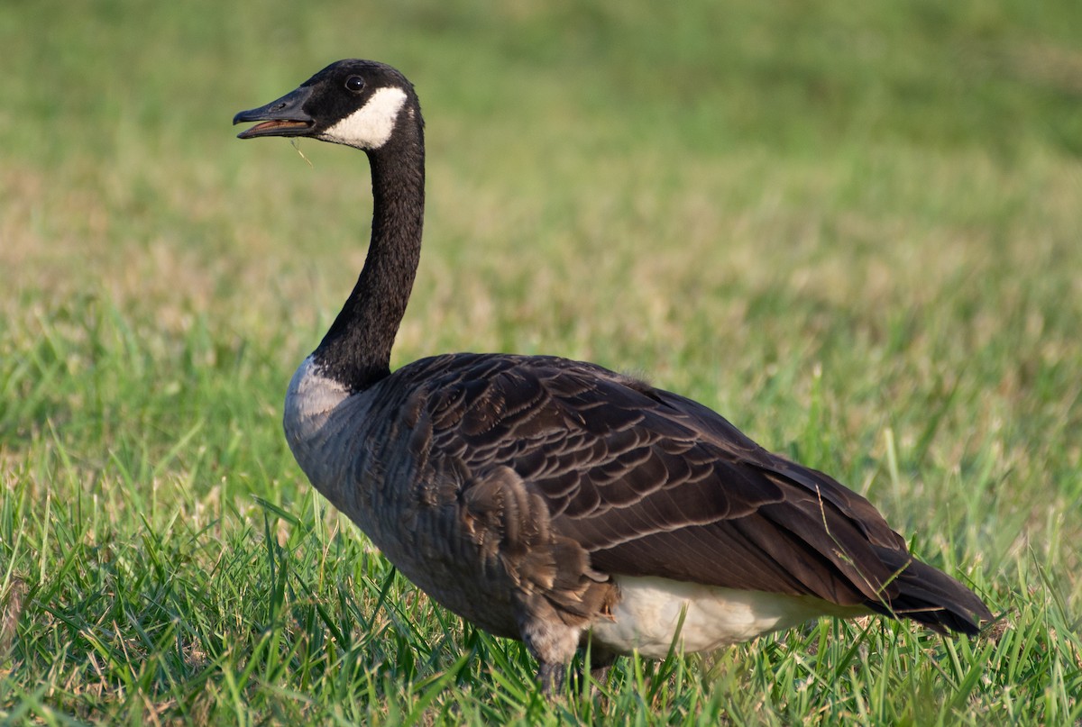 Canada Goose - ML607530271