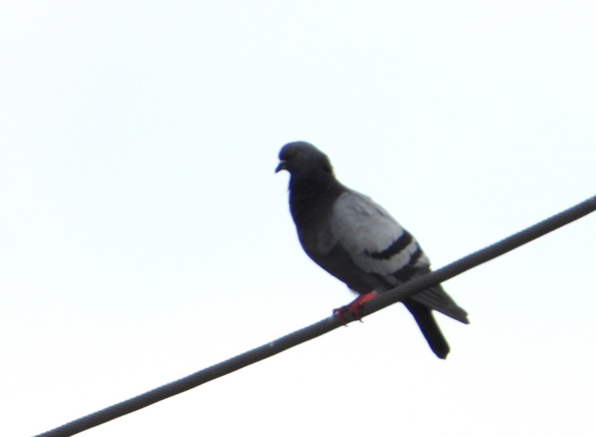 Сизый голубь (Одомашненного типа) - ML607531341