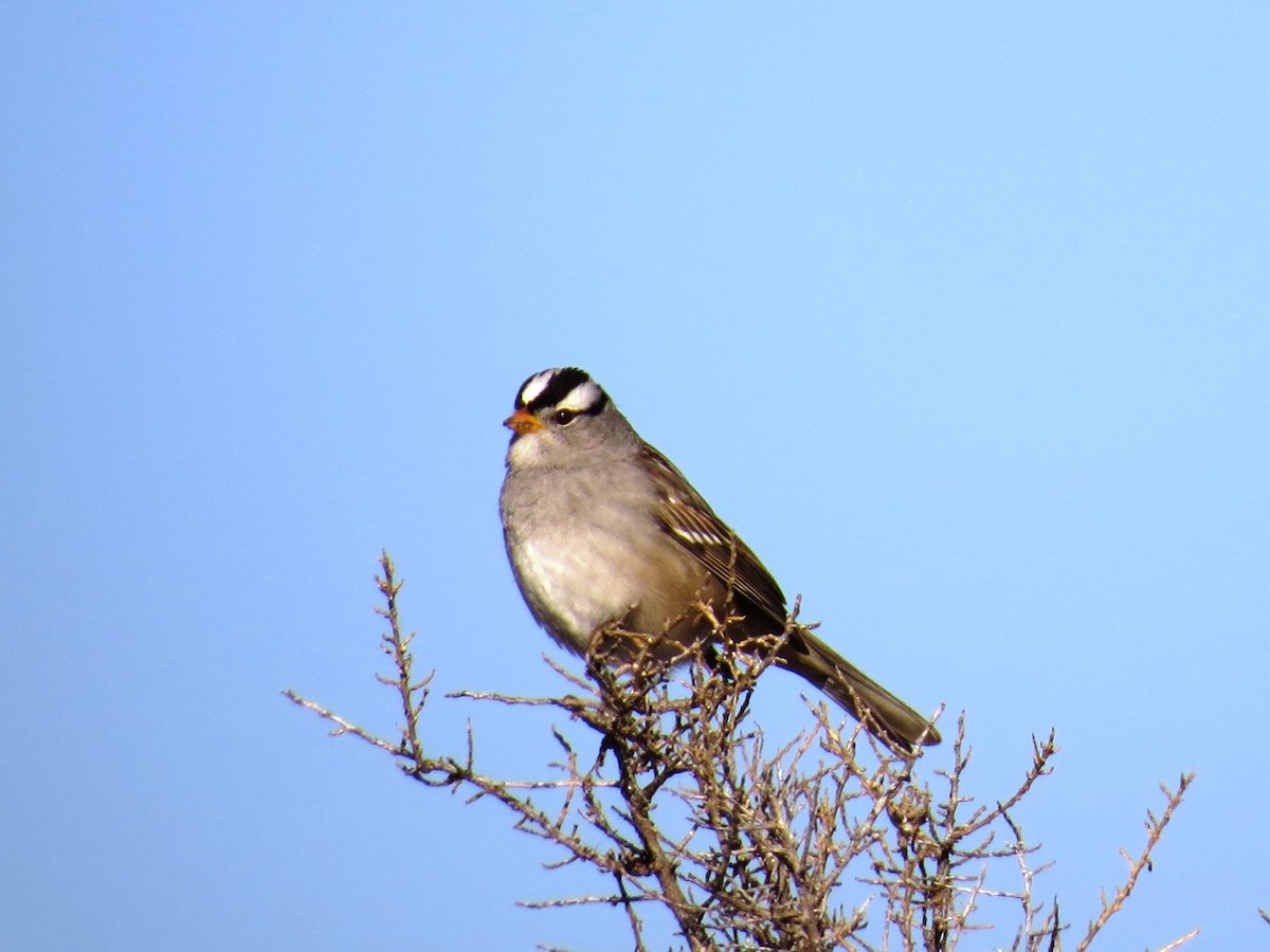 White-crowned Sparrow - ML607531451