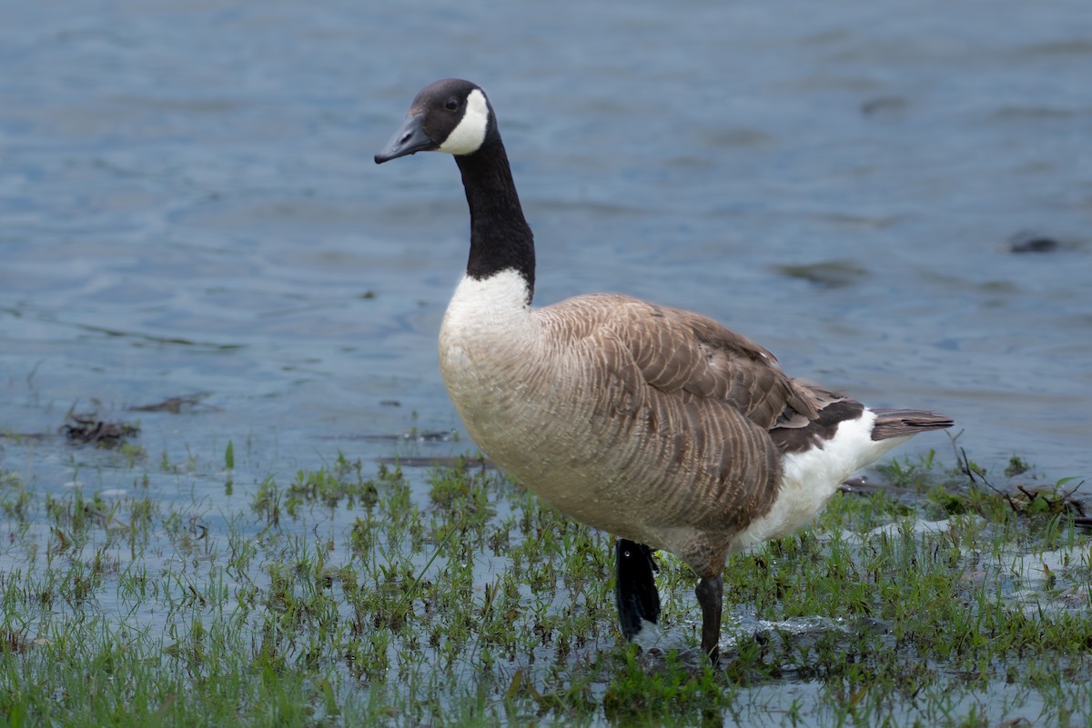 Canada Goose - ML607531661