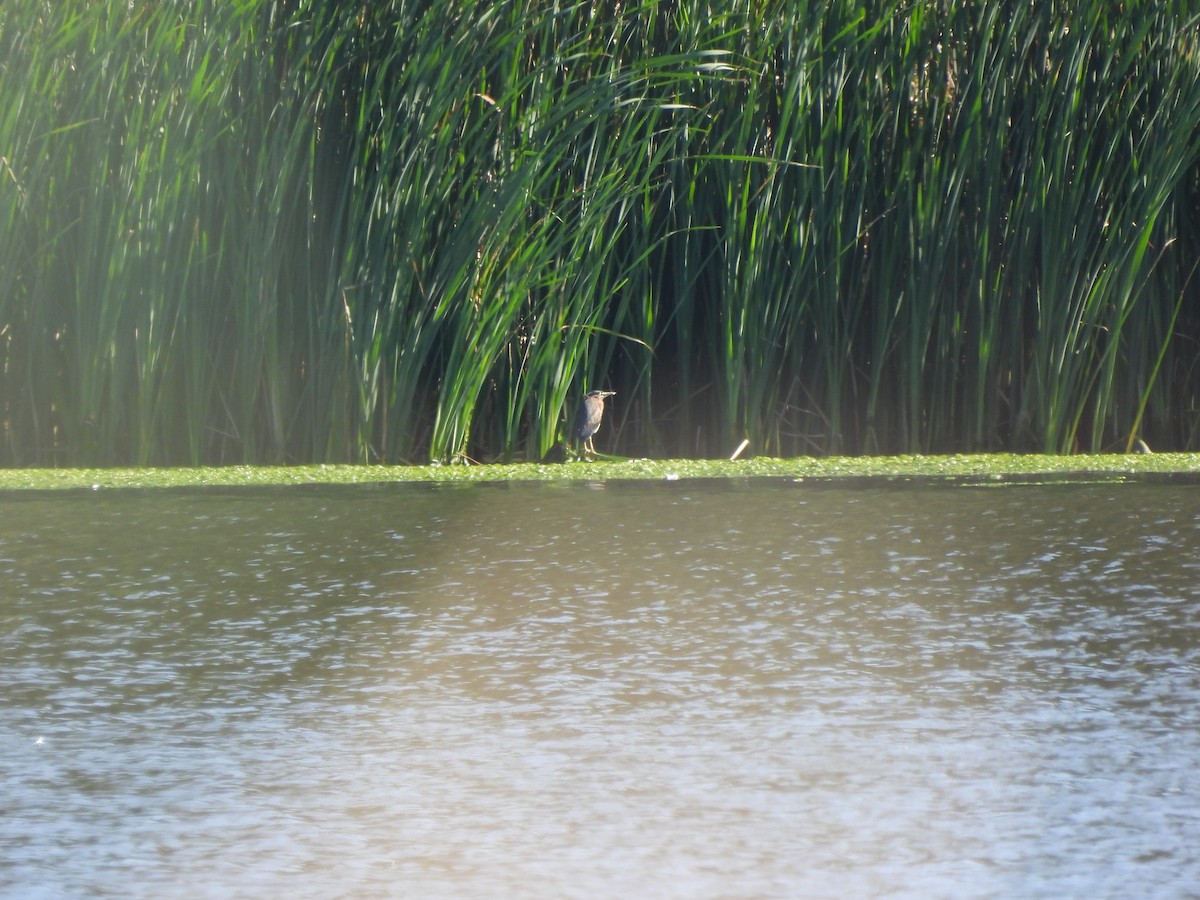 Green Heron - ML607532831