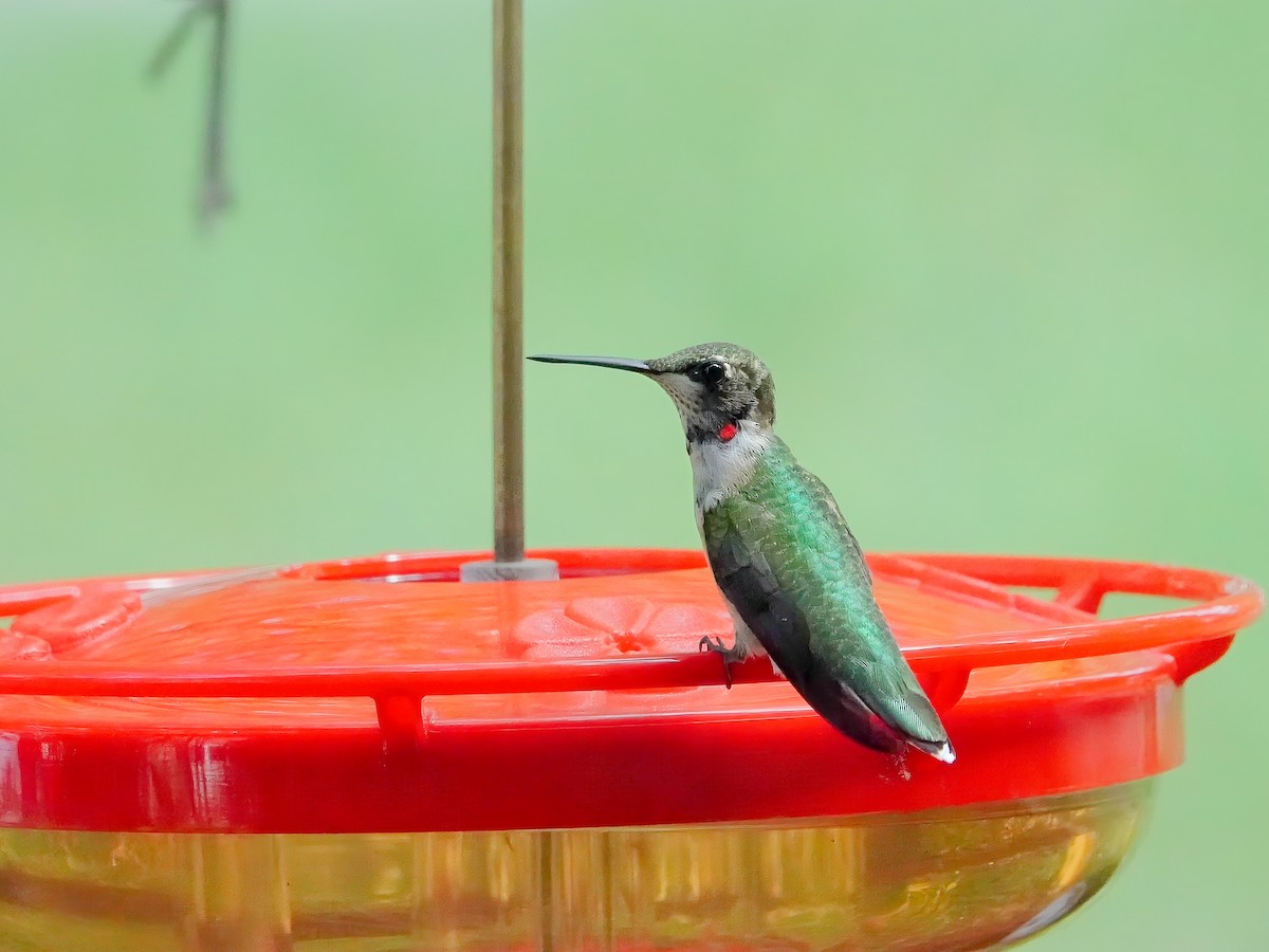 Ruby-throated Hummingbird - ML607532951