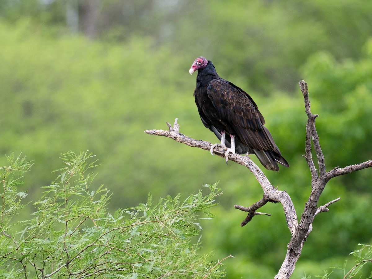 Turkey Vulture - ML607532971