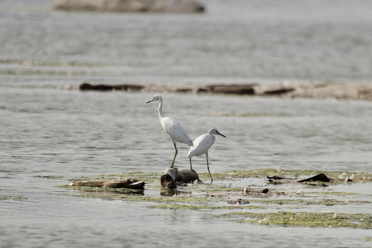 Little Blue Heron - ML607533281