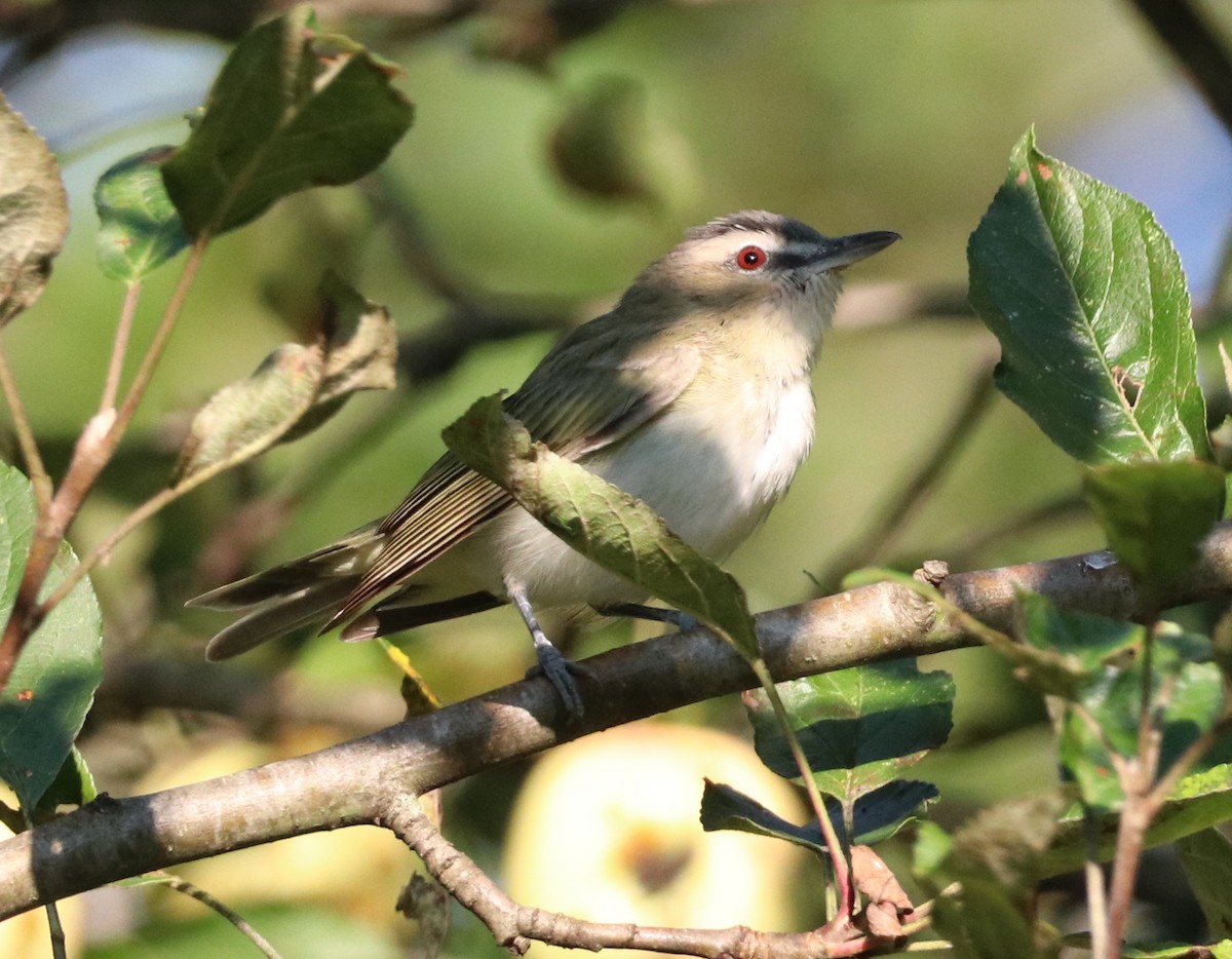 Red-eyed Vireo - ML607533571