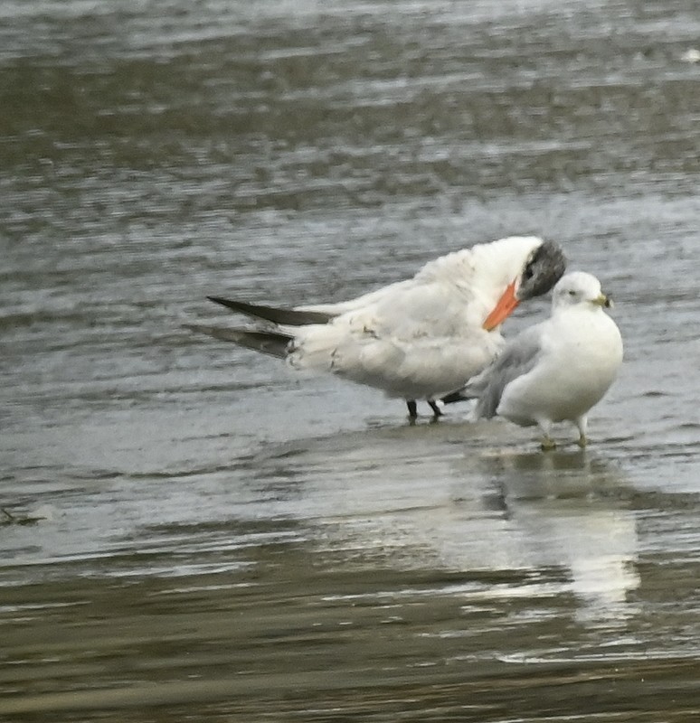 Caspian Tern - ML607533881