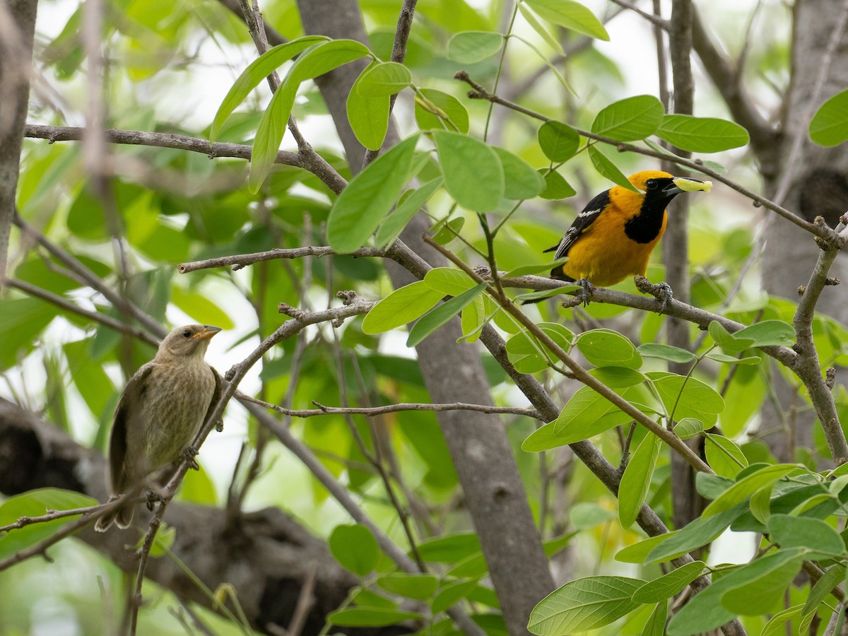 Hooded Oriole - Mollee Brown