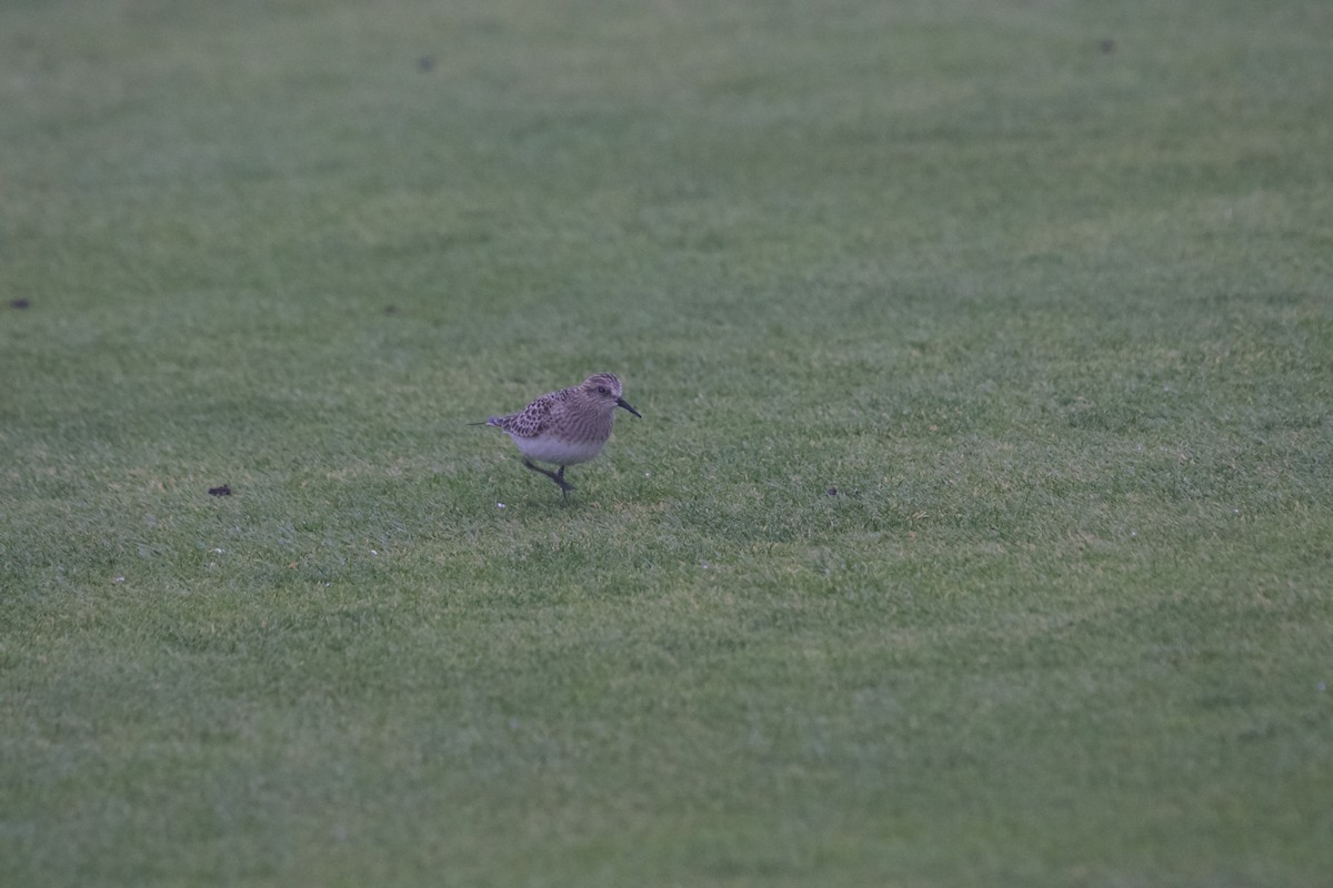 Baird's Sandpiper - ML607534851