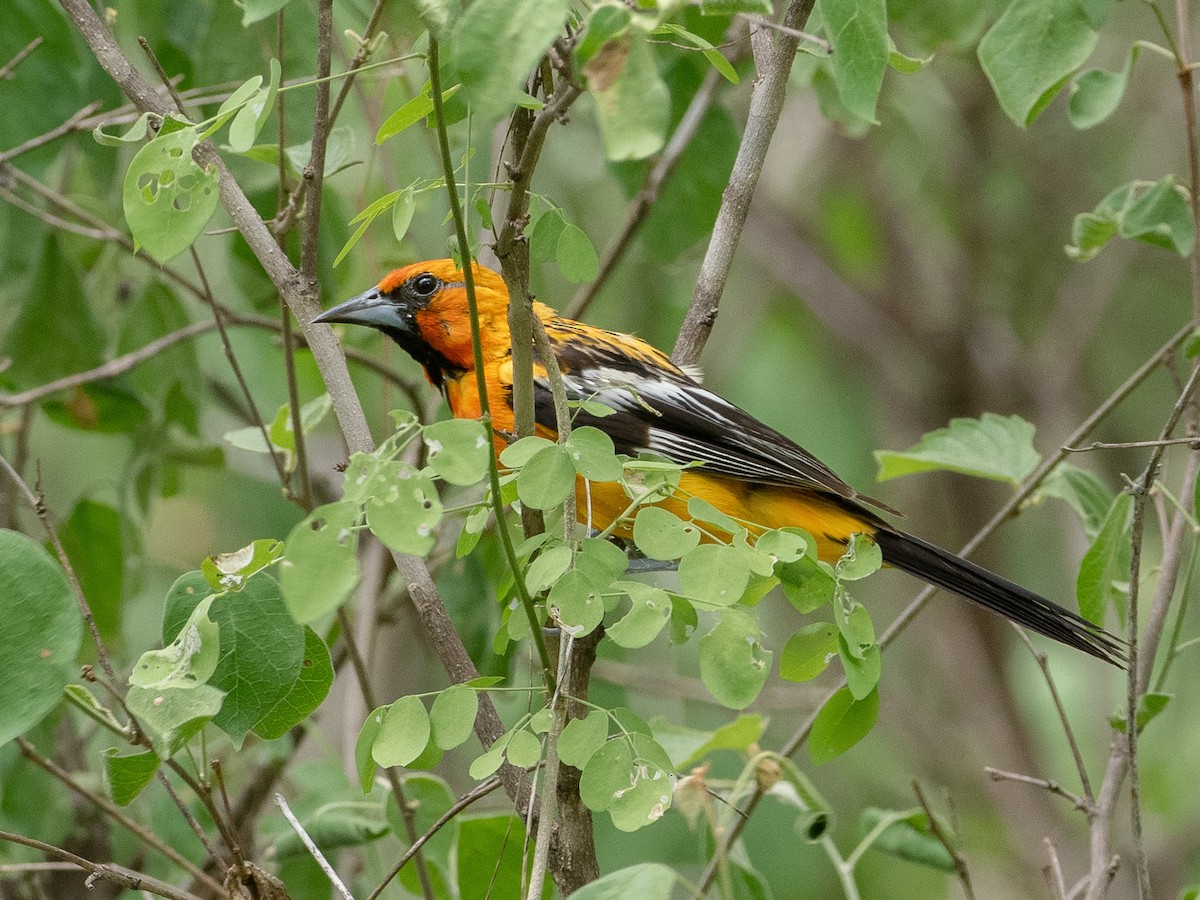 Streak-backed Oriole - ML607534951