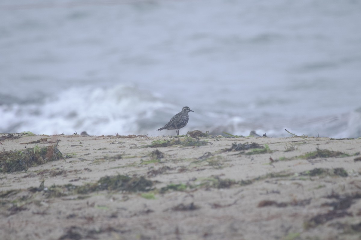 American Golden-Plover - ML607534981