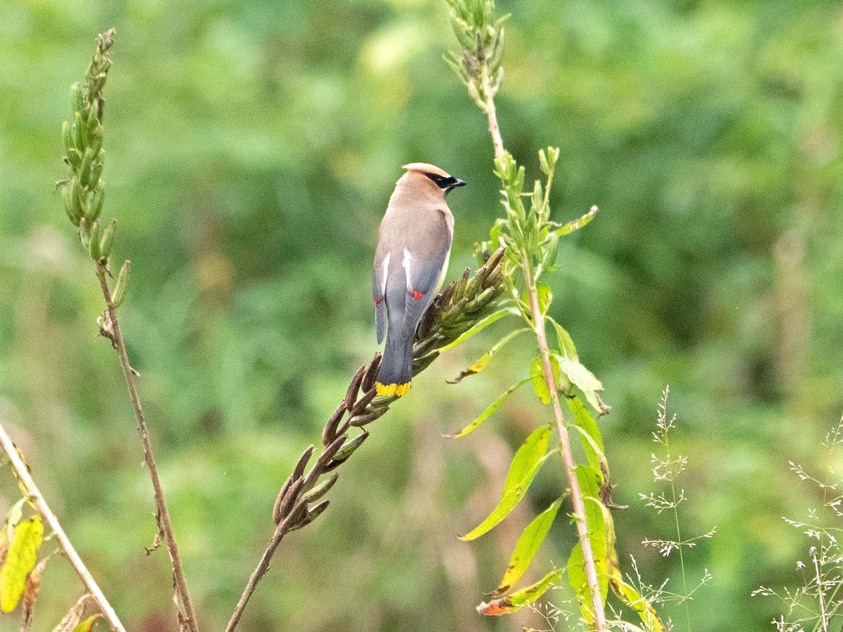 Cedar Waxwing - ML607535811