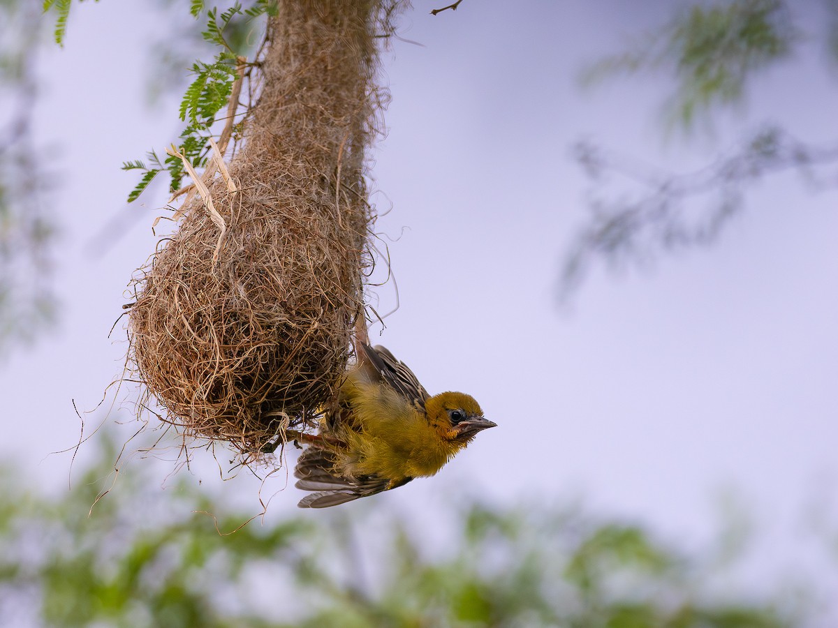 Streak-backed Oriole - ML607536561