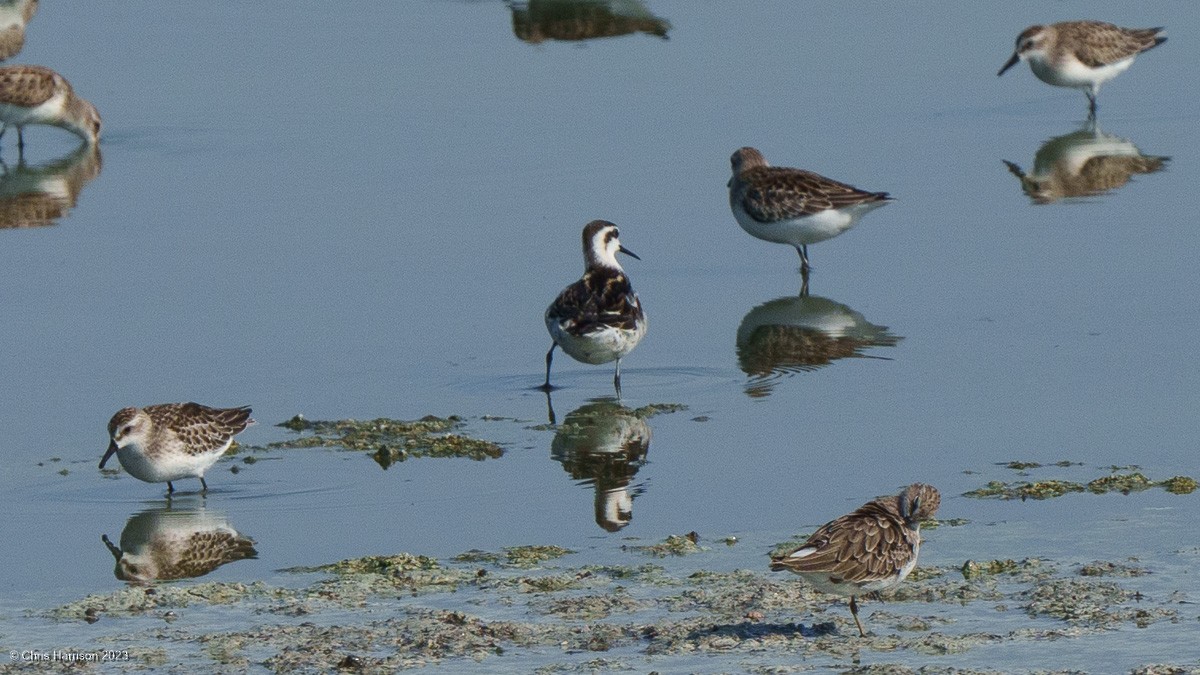 Red-necked Phalarope - ML607538361