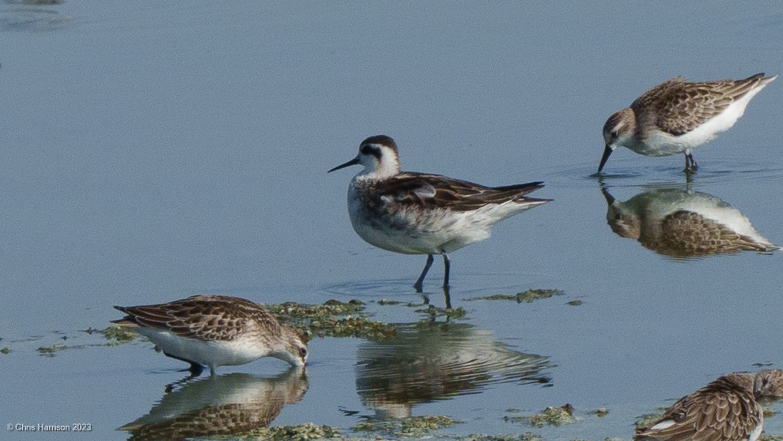 Red-necked Phalarope - ML607538371