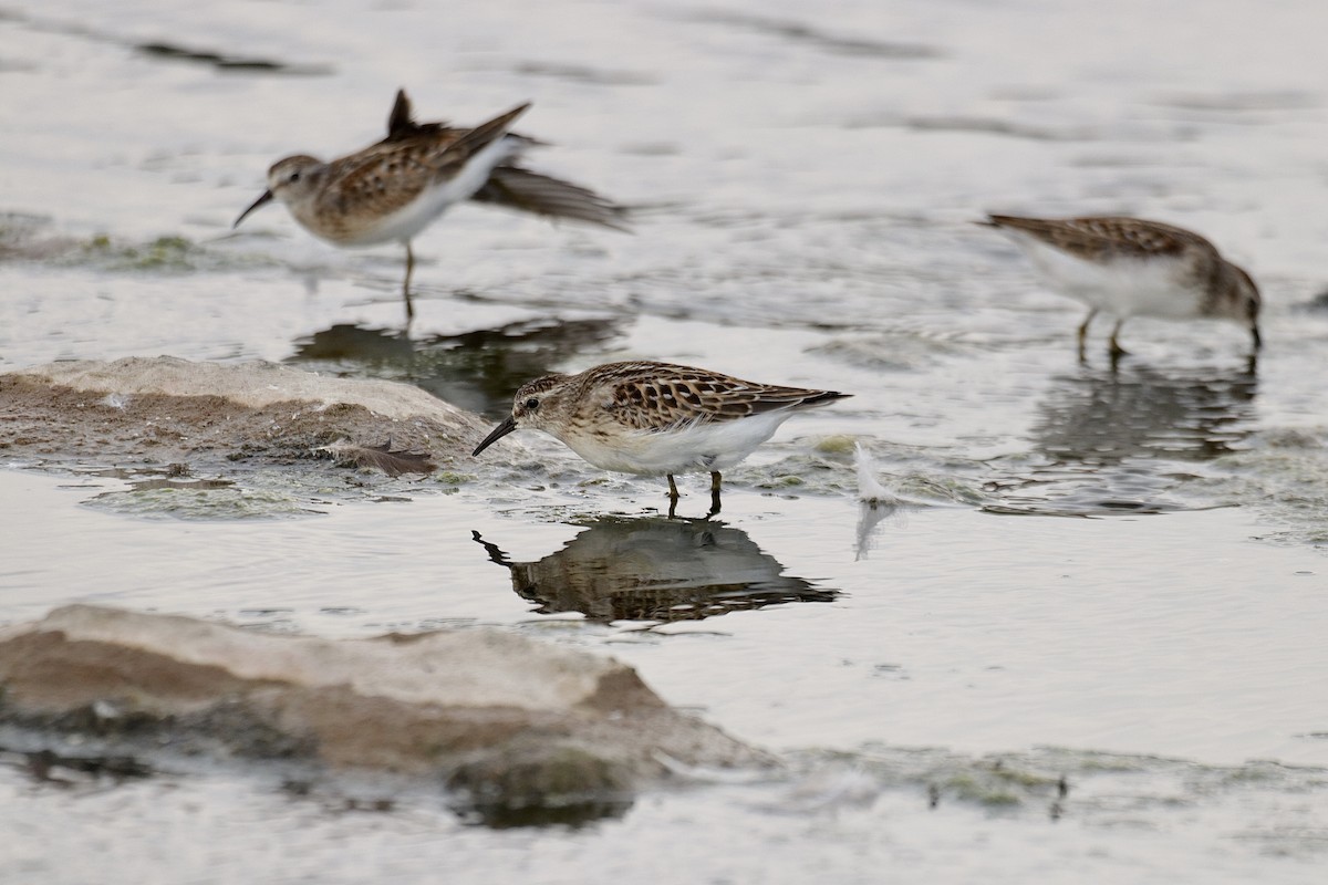 Least Sandpiper - ML607540121