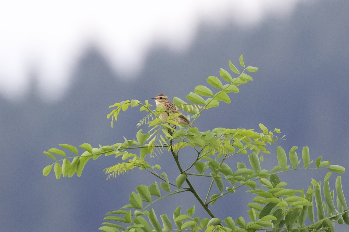 Whinchat - Thomas Doebel