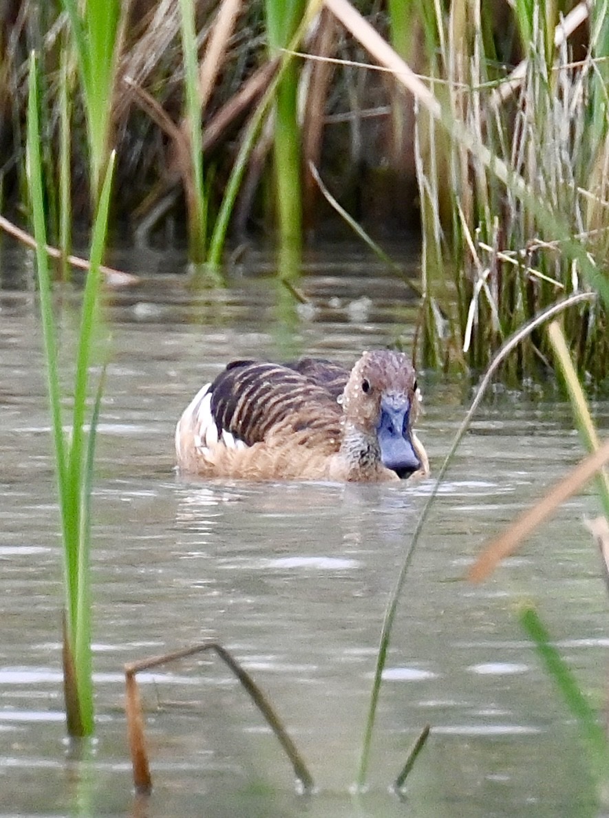 Fulvous Whistling-Duck - ML607540221