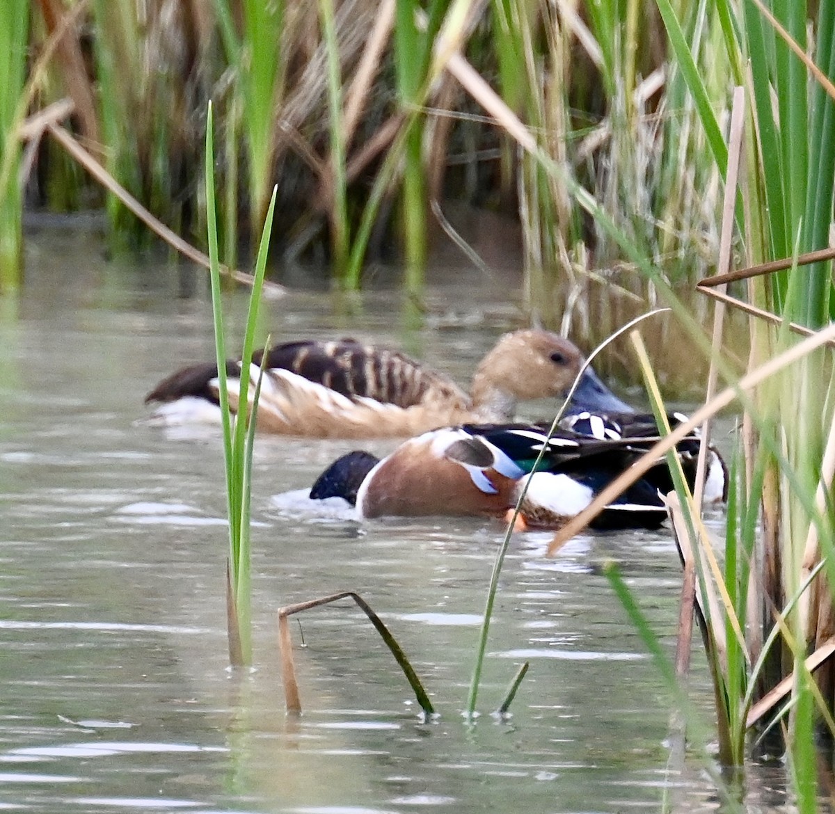 Fulvous Whistling-Duck - ML607540231