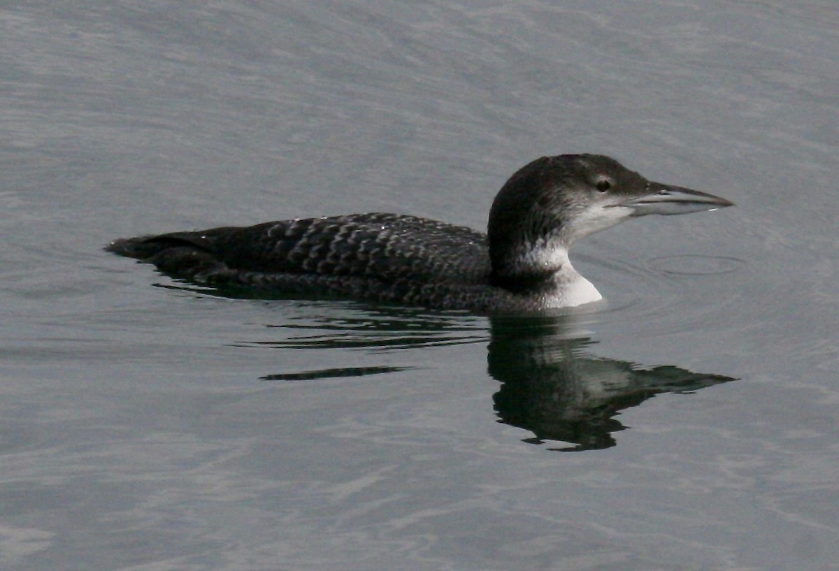 Common Loon - Turk Duddy