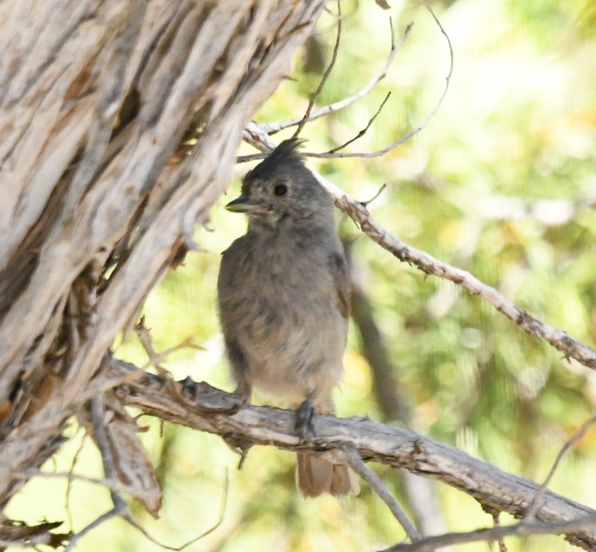 Juniper Titmouse - ML607540861