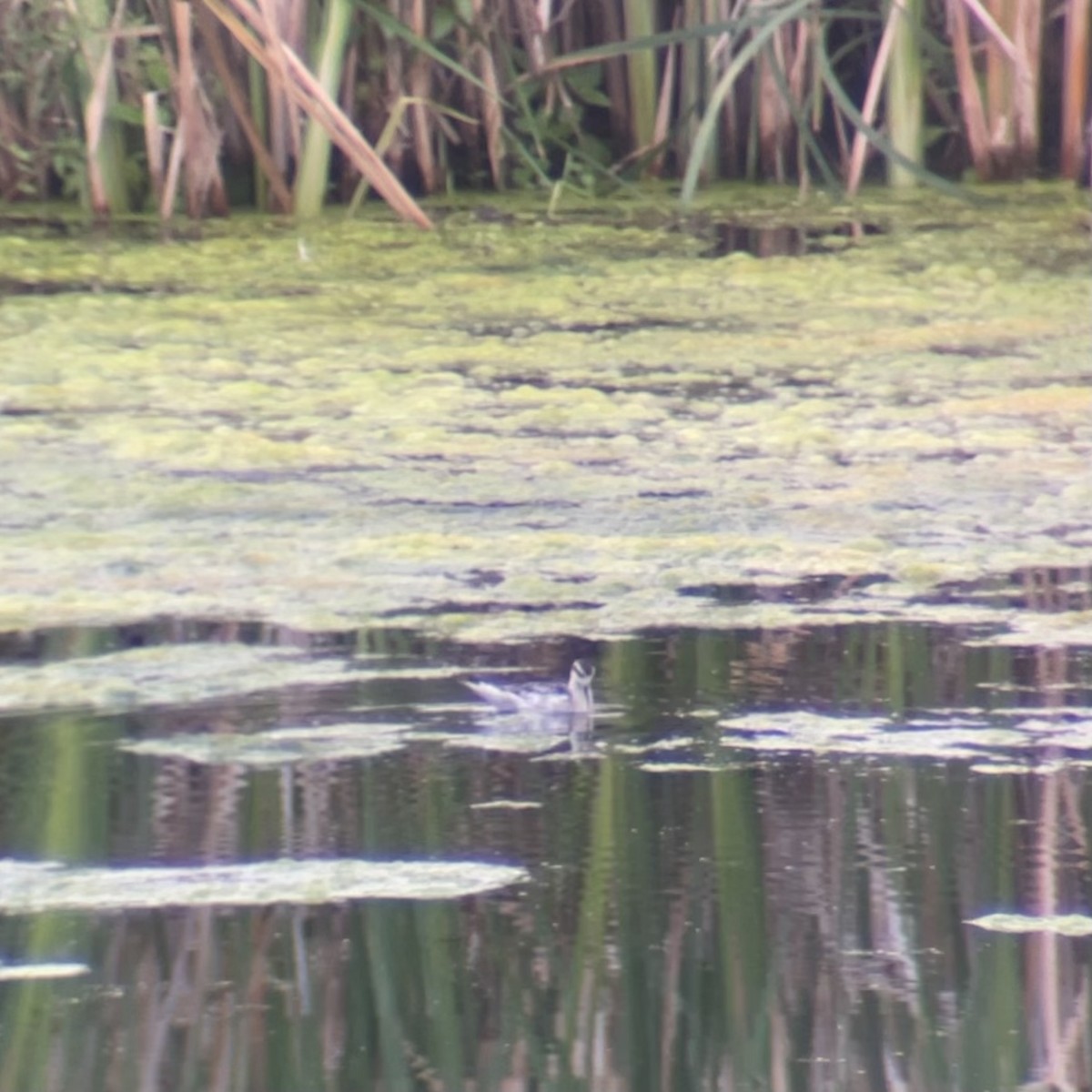 Red-necked Phalarope - Annie Finch