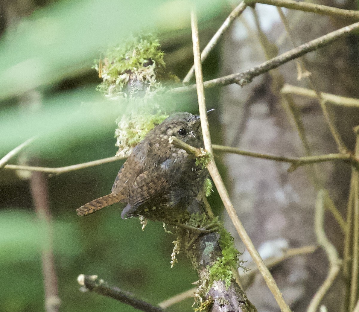 Pacific Wren - ML607541311