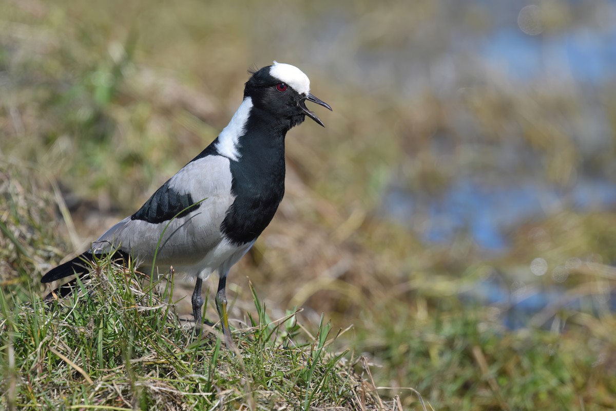 Blacksmith Lapwing - Regard Van Dyk