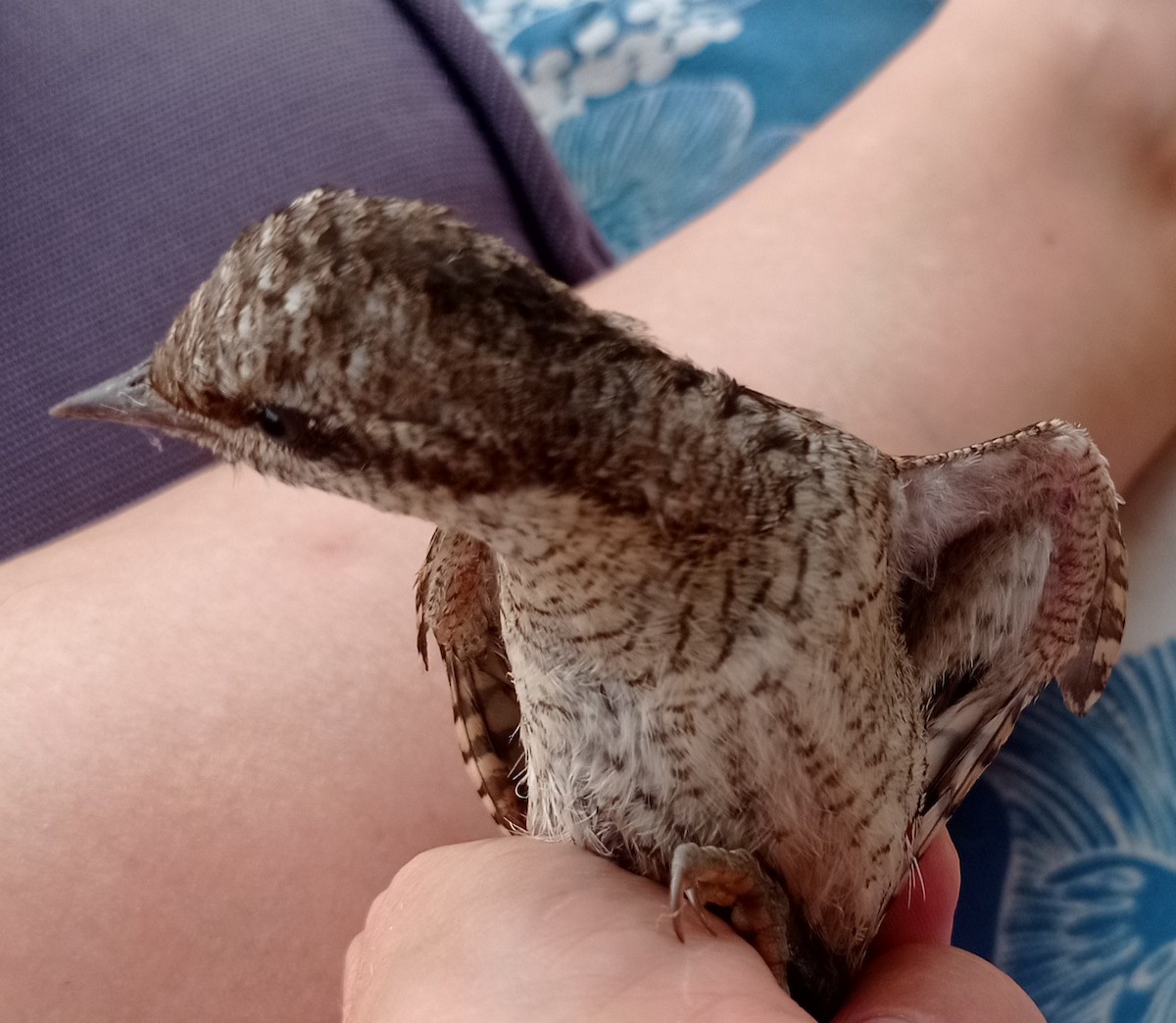 Eurasian Wryneck - ML607541351