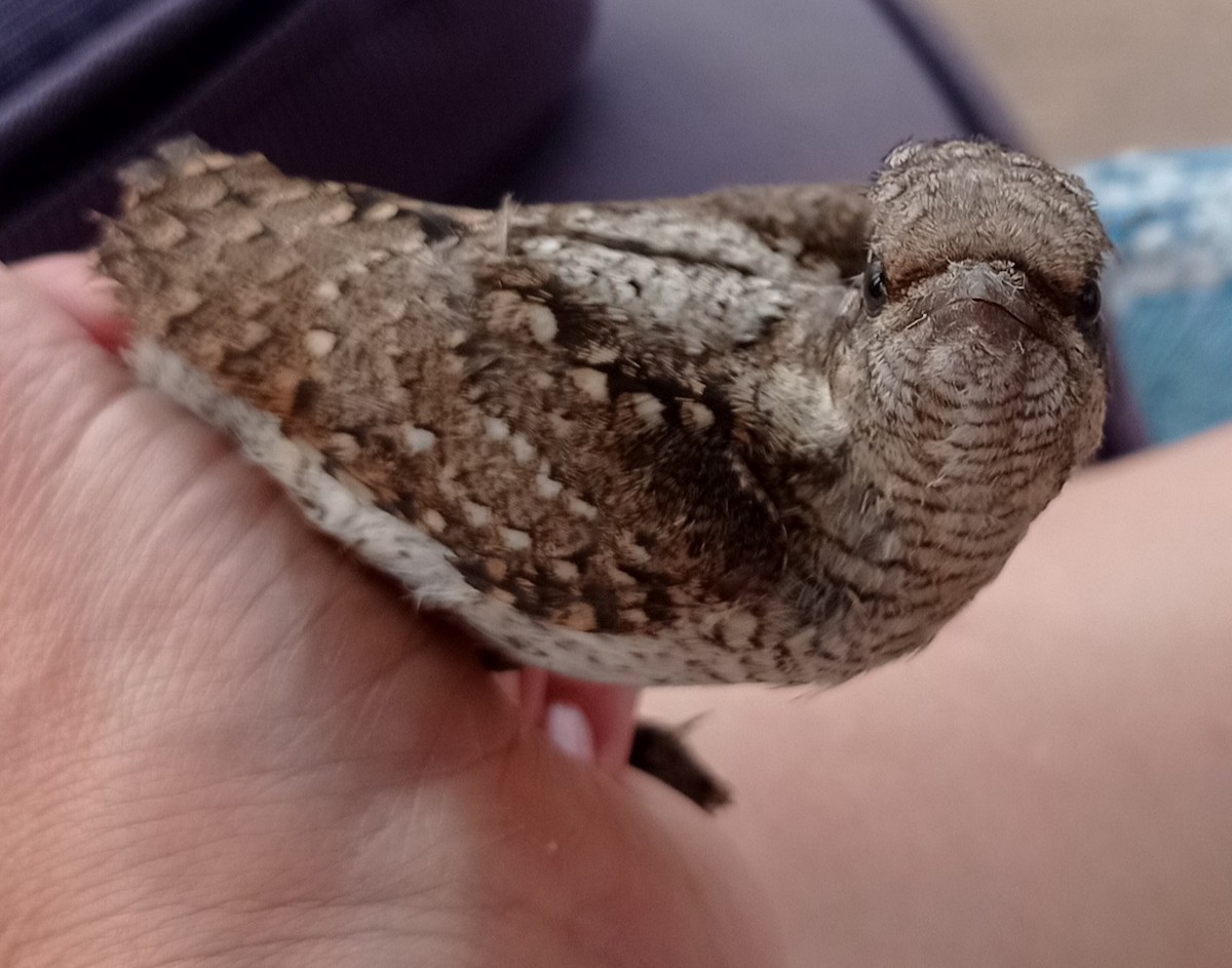 Eurasian Wryneck - ML607541361