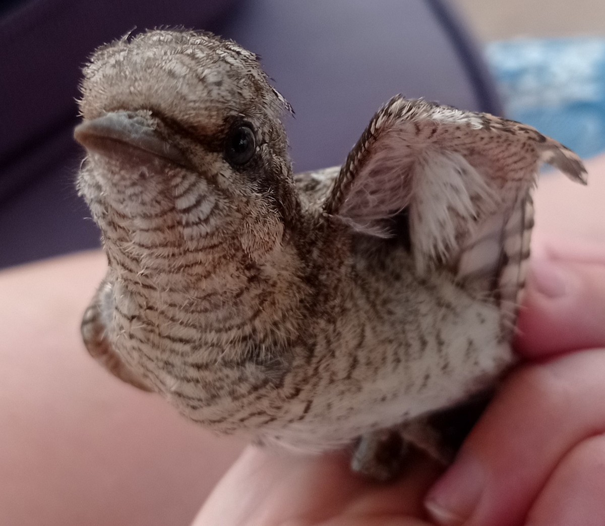 Eurasian Wryneck - ML607541371