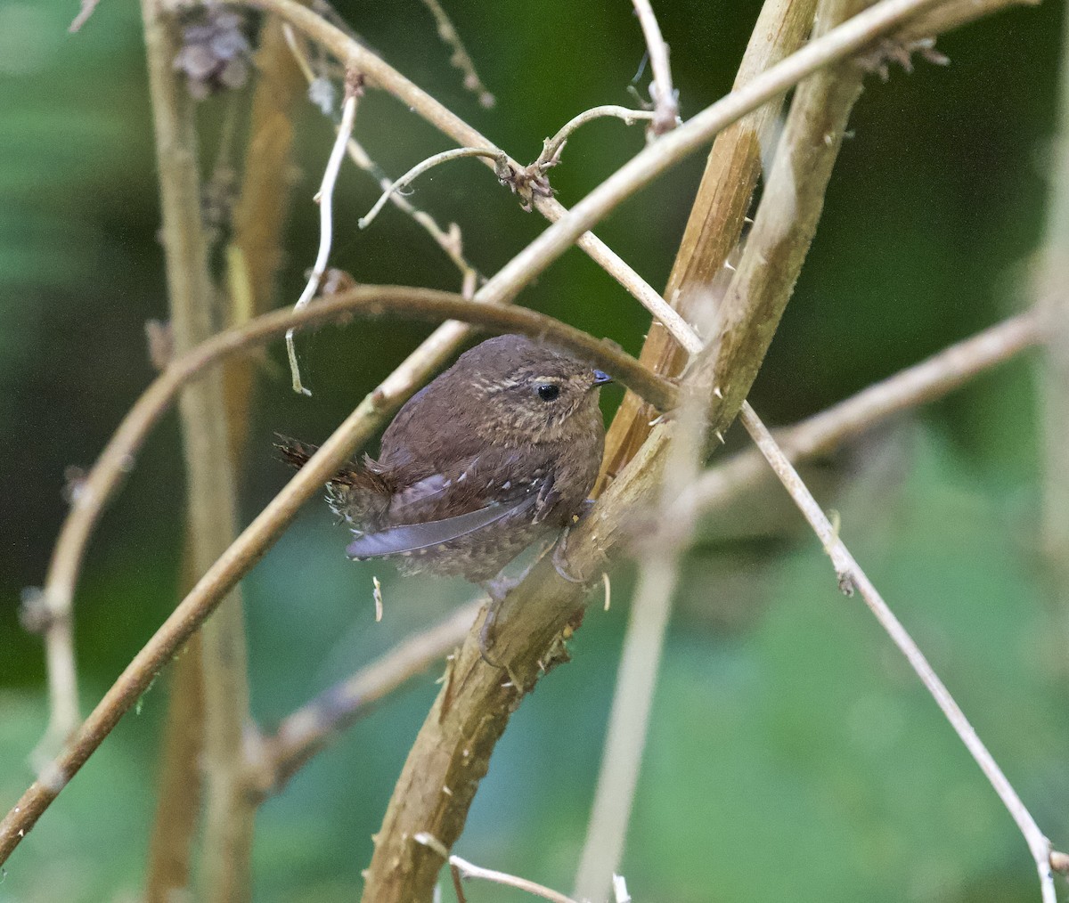 Pacific Wren - Alison Hiers